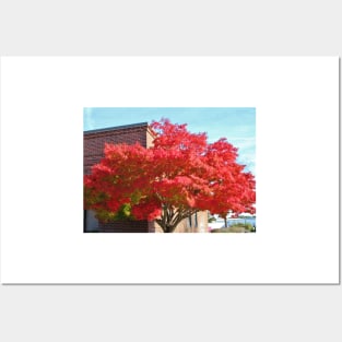 Red Maple Tree Posters and Art